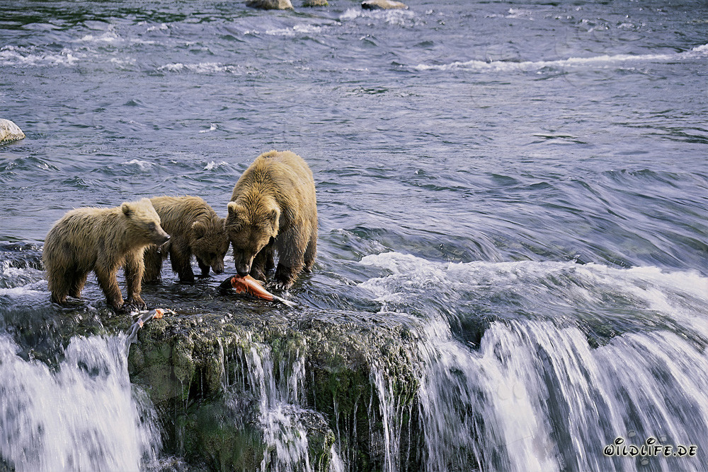 Braunbärin mit ihren zwei Jungen beim Lachsfang in Alaska