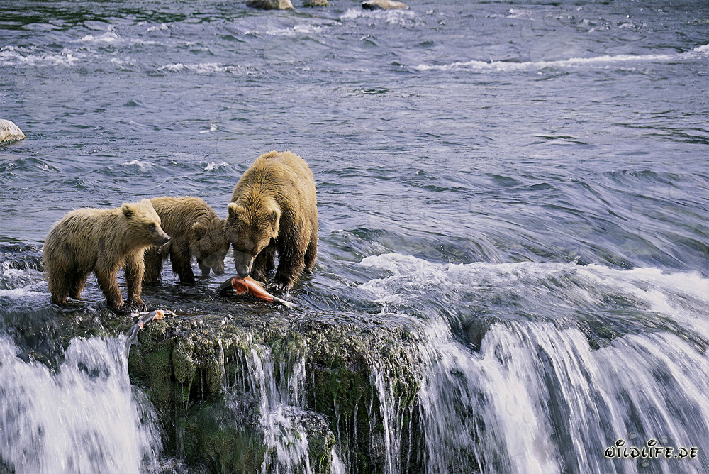 Mother Brown Bear with Two Cubs Fishing for Salmon in Alaska