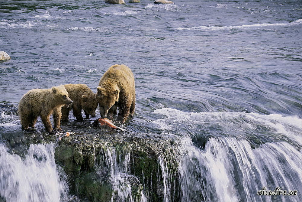 Orsa bruna con i suoi due cuccioli mentre pescano salmoni in Alaska