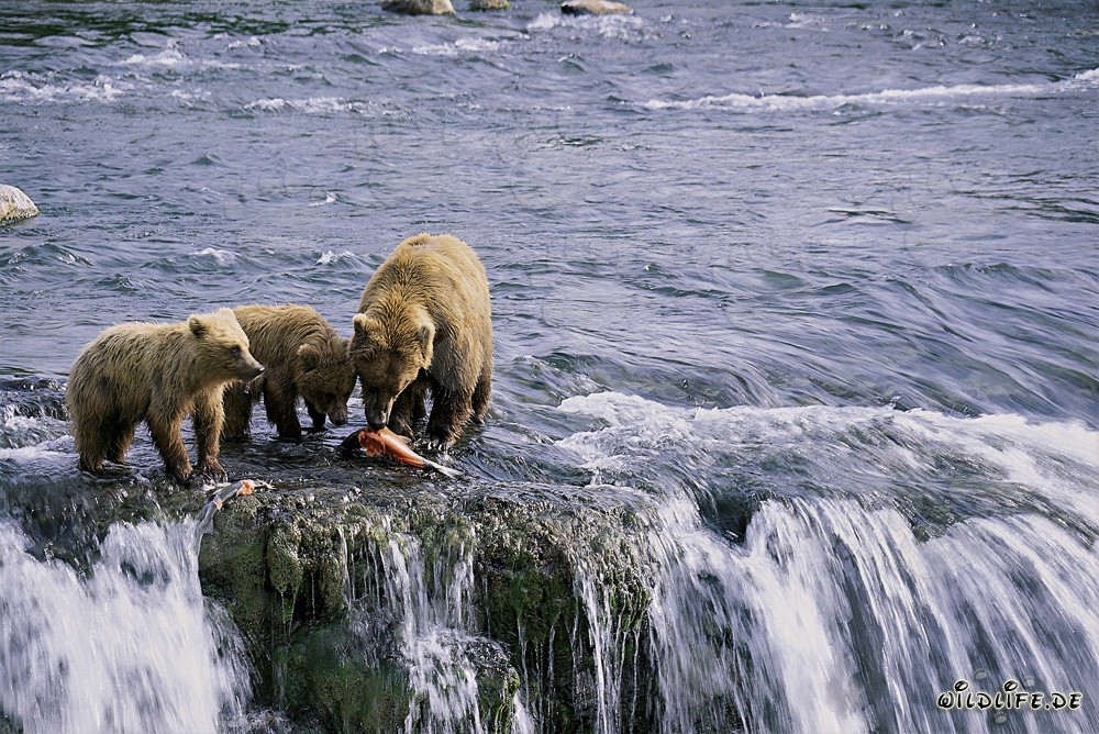 Ourse brune avec ses deux petits pêchant des saumons en Alaska