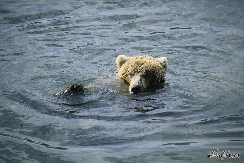 Young female brown bear relaxes after successful salmon hunt