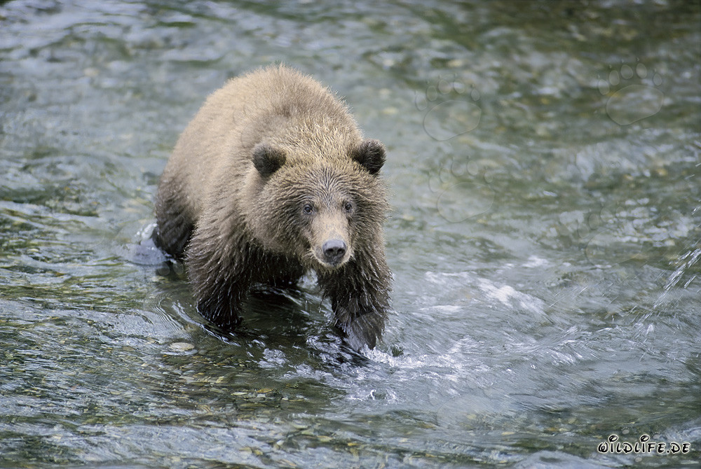Young brown bear catching salmon in the river