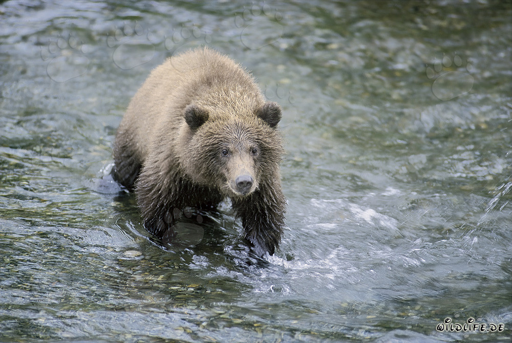 Joven oso pardo pescando salmones en el río
