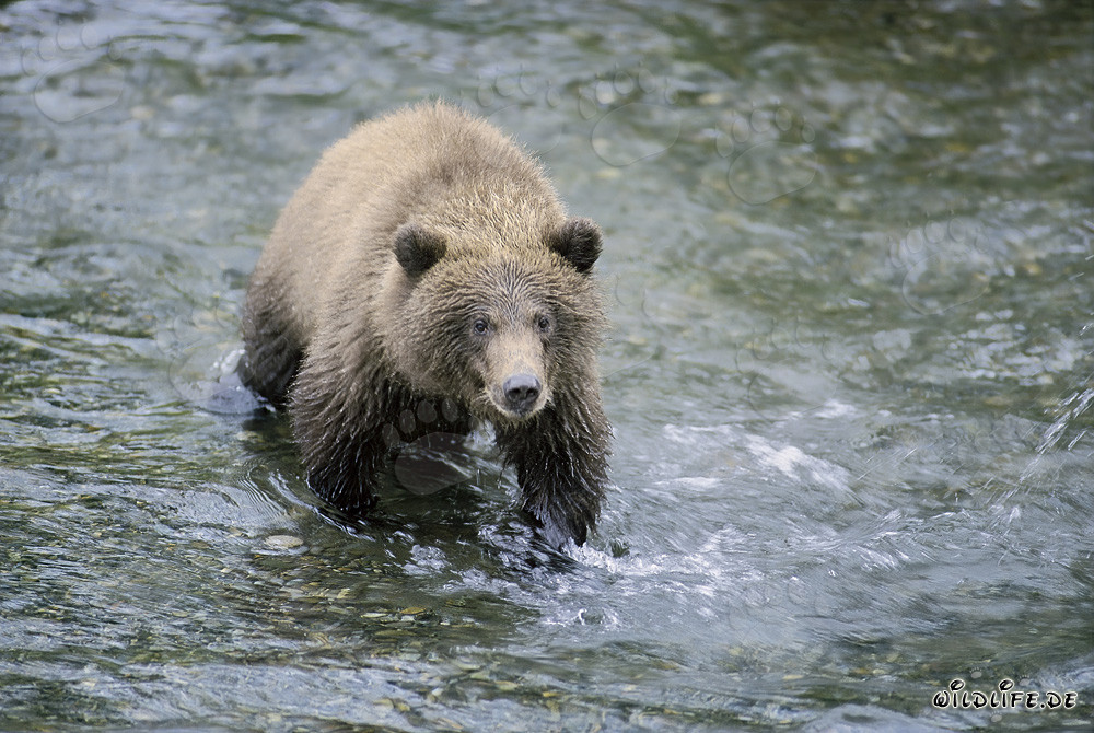 Giovane orso bruno che pesca salmoni nel fiume