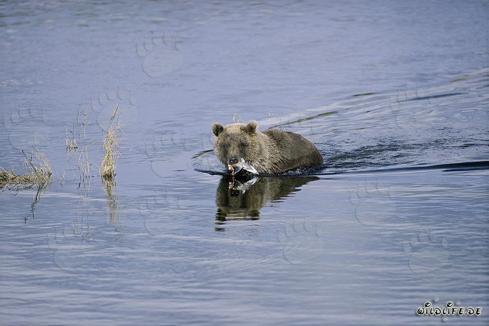 Jeune ours brun attrape un saumon dans la rivière