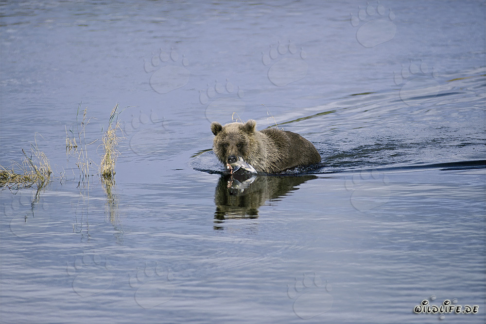 Junger Braunbär fängt einen Lachs im Fluss
