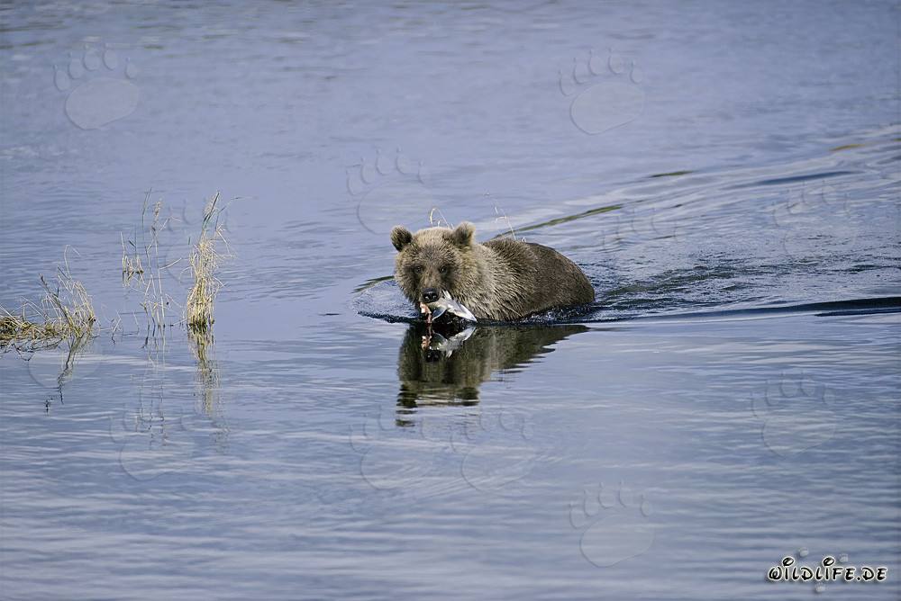Young Brown Bear catching a salmon in the river