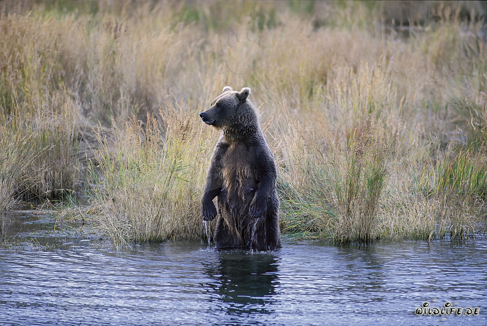 Majestätischer Braunbär im hohen Gras des Brooks River