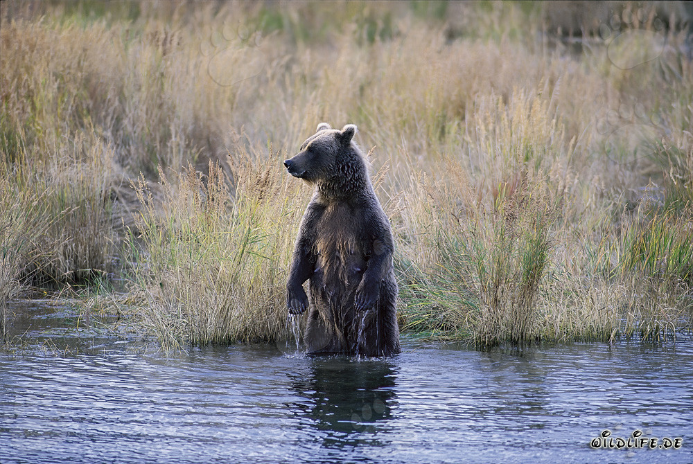 Majestic Brown Bear in the Tall Grass of Brooks River