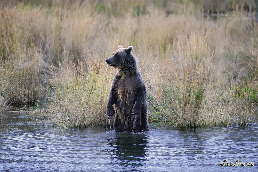 Maestoso orso bruno nell'alta erba del fiume Brooks