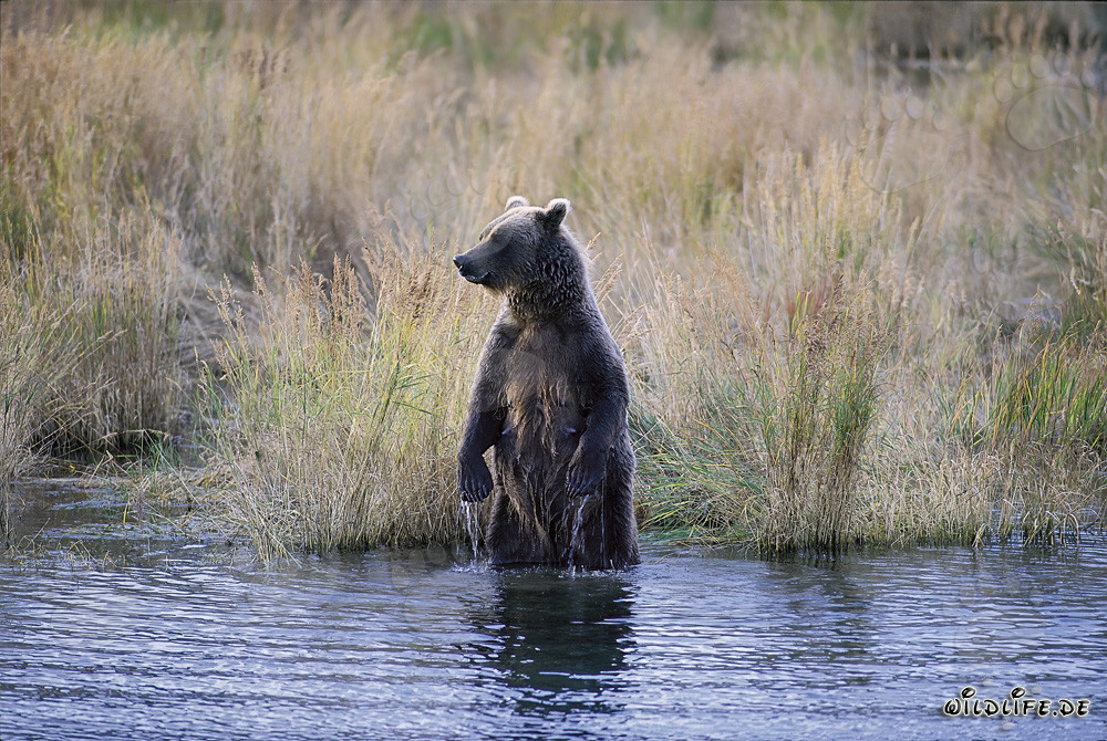 Oso pardo majestuoso en la alta hierba del río Brooks