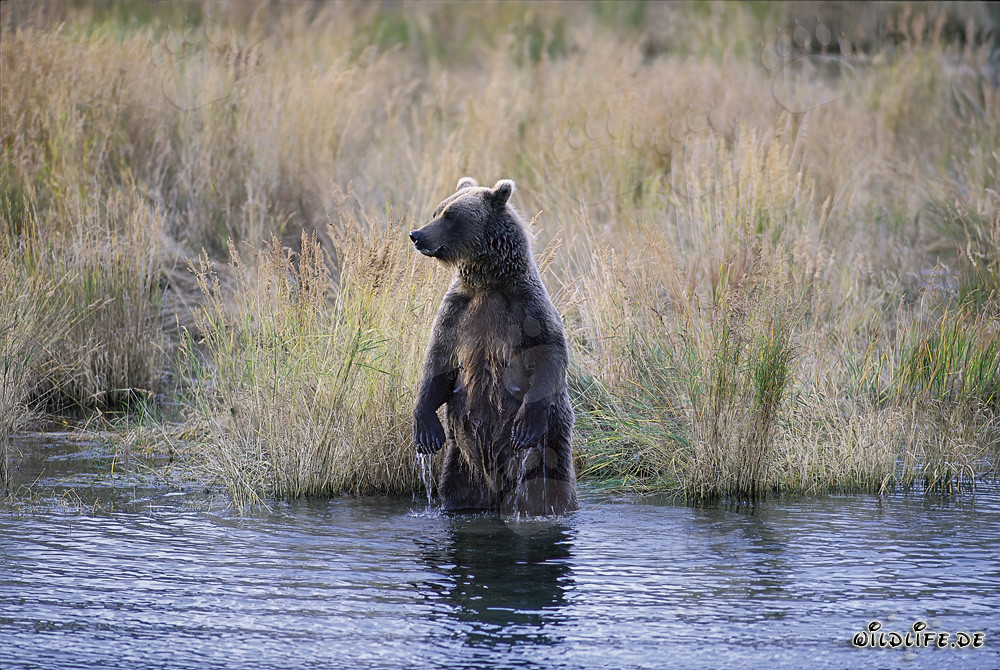 Ours brun majestueux dans les hautes herbes de la rivière Brooks