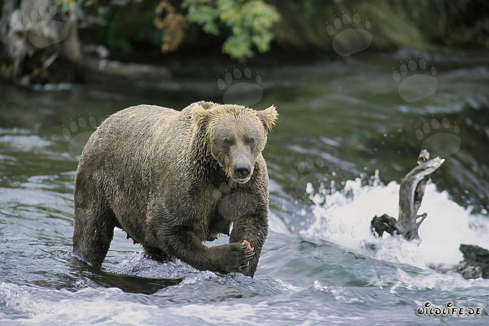 Grimmig blickende Braunbärin am majestätischen Wasserfall in Alaska