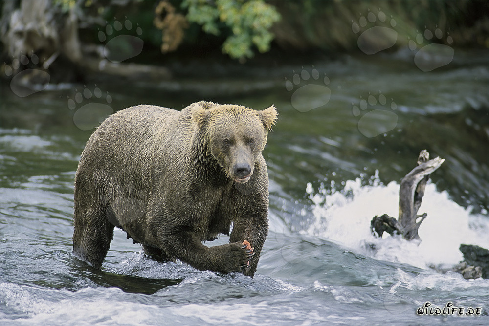 Stern-looking Brown Bear at Magnificent Waterfall in Alaska