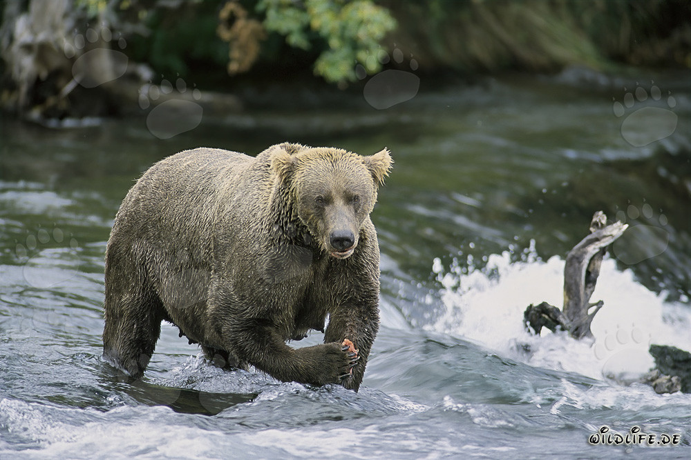 Orsa bruna dallo sguardo minaccioso davanti alla maestosa cascata in Alaska