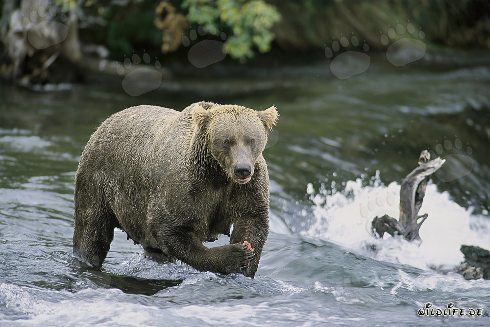 Osa parda con mirada amenazante ante la majestuosa cascada en Alaska
