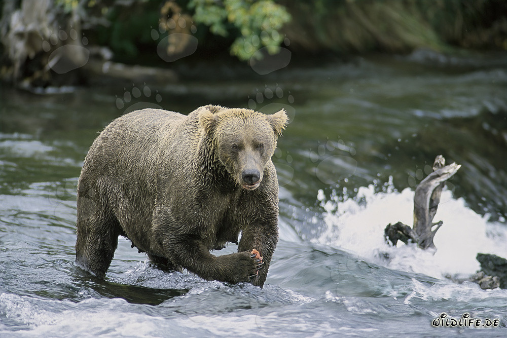 Ourse brune aux airs menaçants devant la majestueuse cascade en Alaska