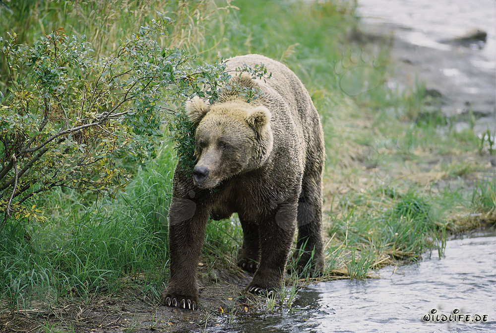 Maestoso orso bruno in una pittoresca curva del fiume
