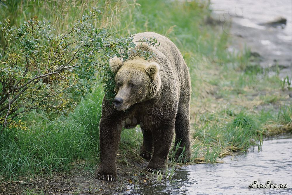 Majestic Brown Bear at a picturesque river bend