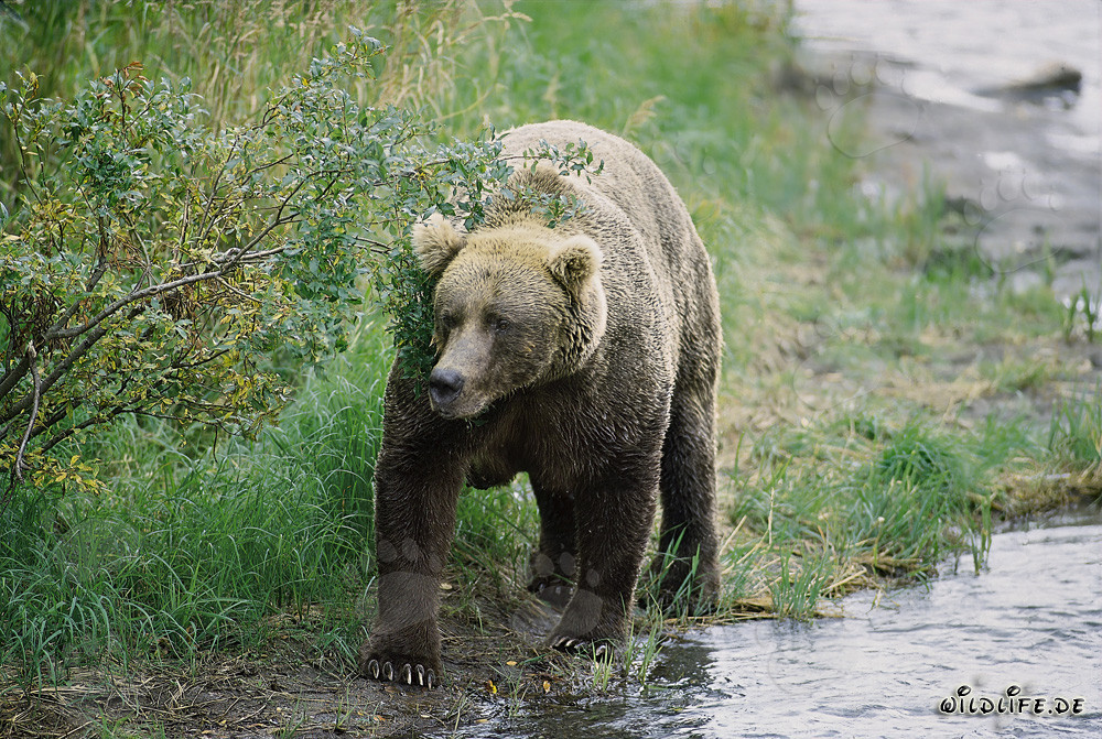 Ours brun majestueux au bord d'une courbe pittoresque de la rivière