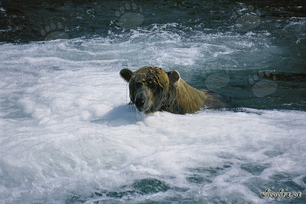 Braunbär beim Lachsfang im wilden Fluss
