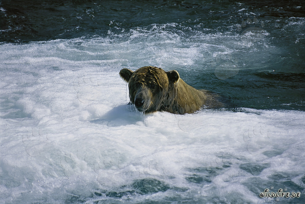 Brown bear catching salmon in the wild river