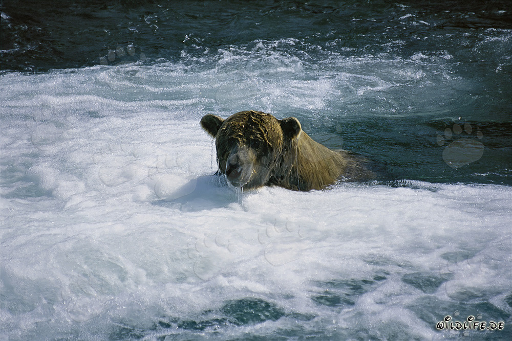 Orso bruno alla pesca del salmone in un fiume selvaggio
