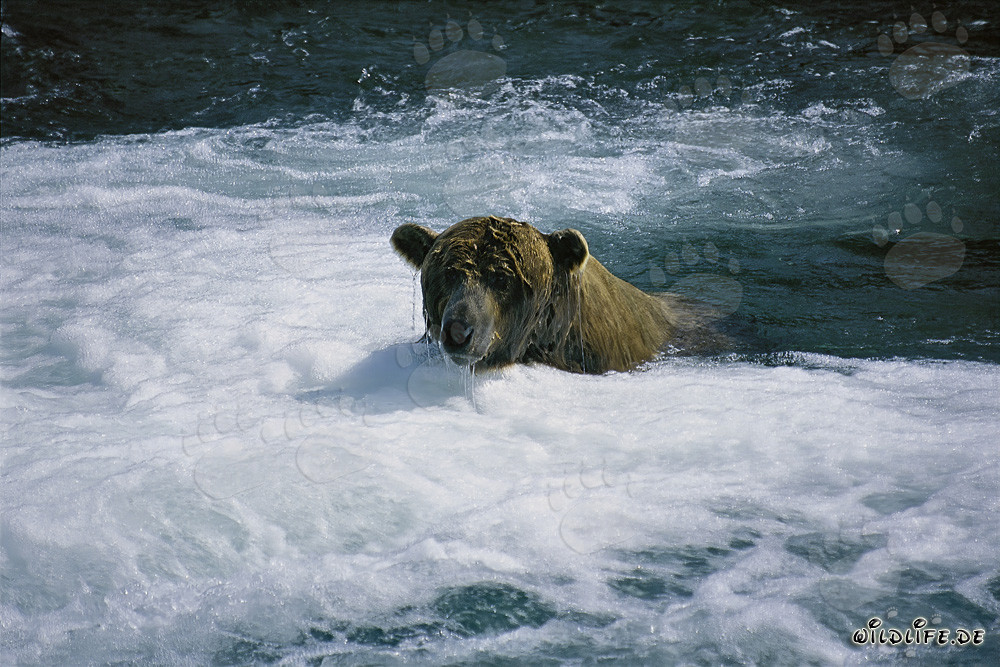 Oso pardo pescando salmones en un río salvaje