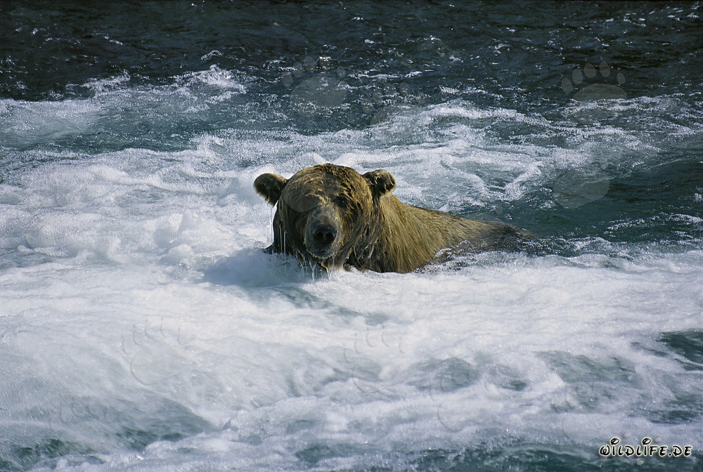 Braunbär im schäumenden Wasser