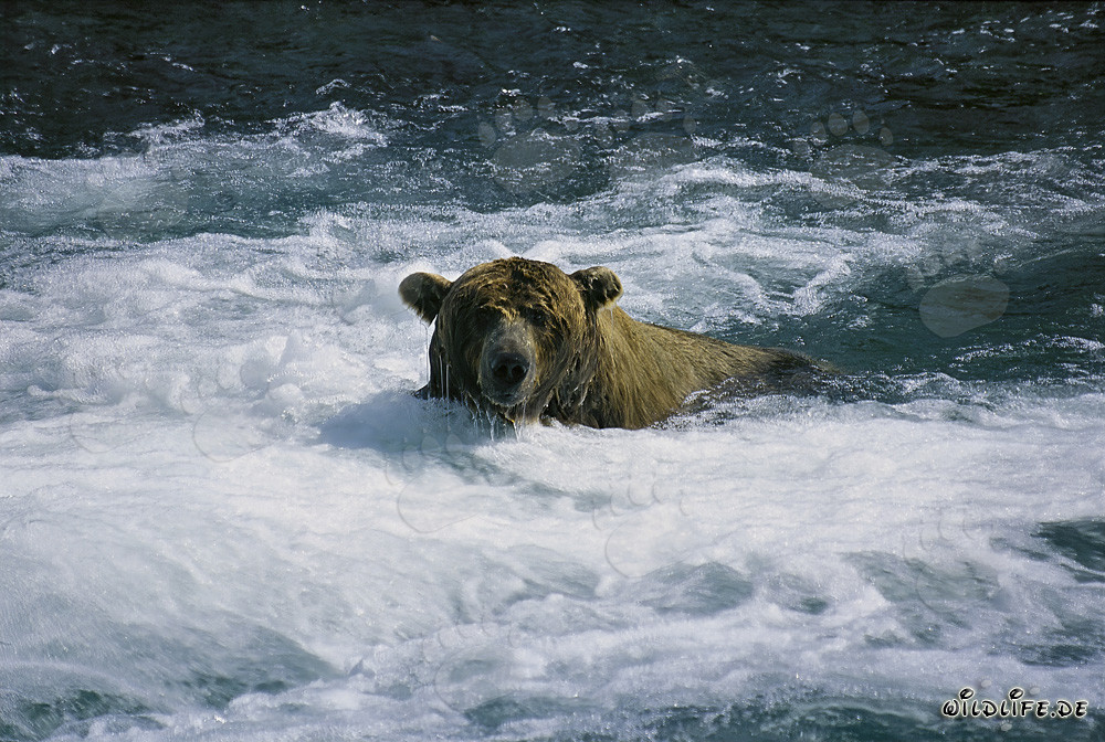 Brown bear in the foaming water