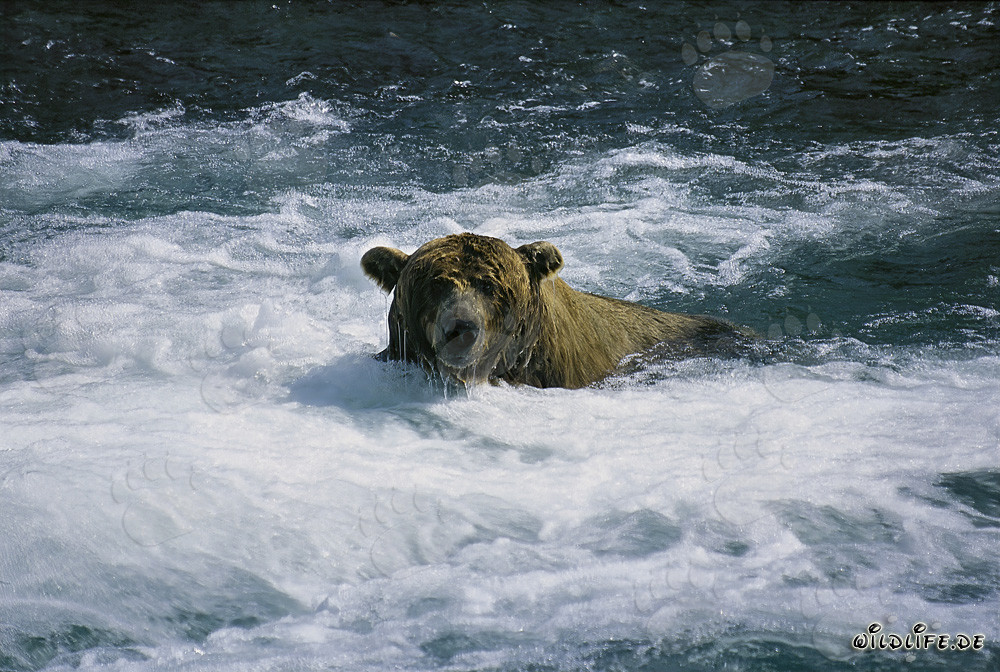 Oso pardo en el agua espumosa