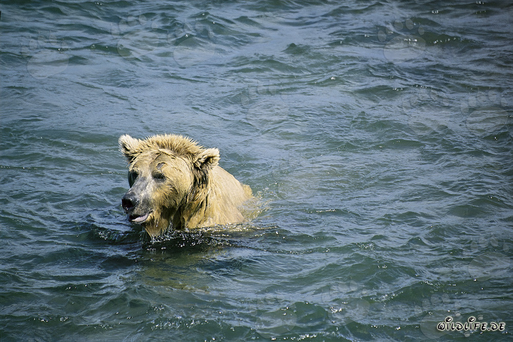 Braunbär beim Tauchen nach Lachsen