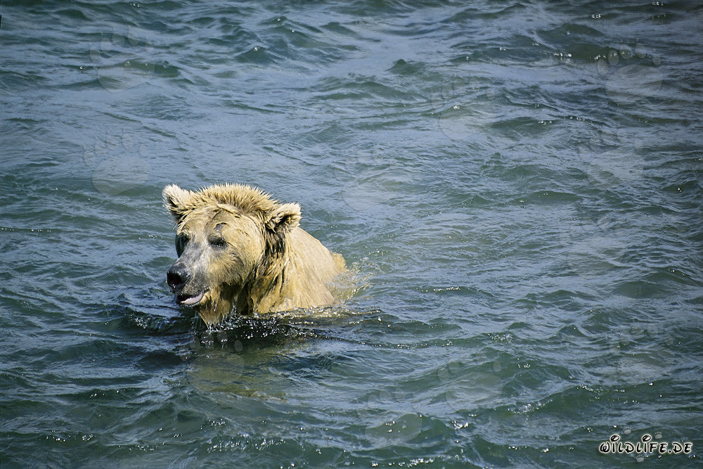 Brown bear diving for salmon