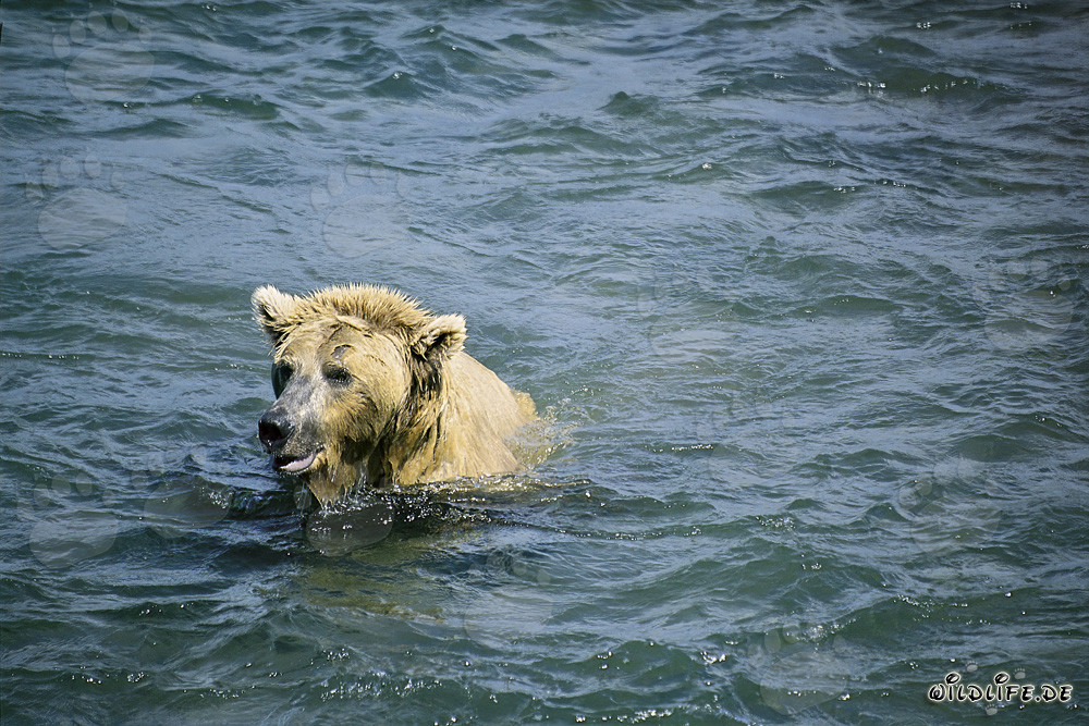 Oso pardo buceando para atrapar salmones