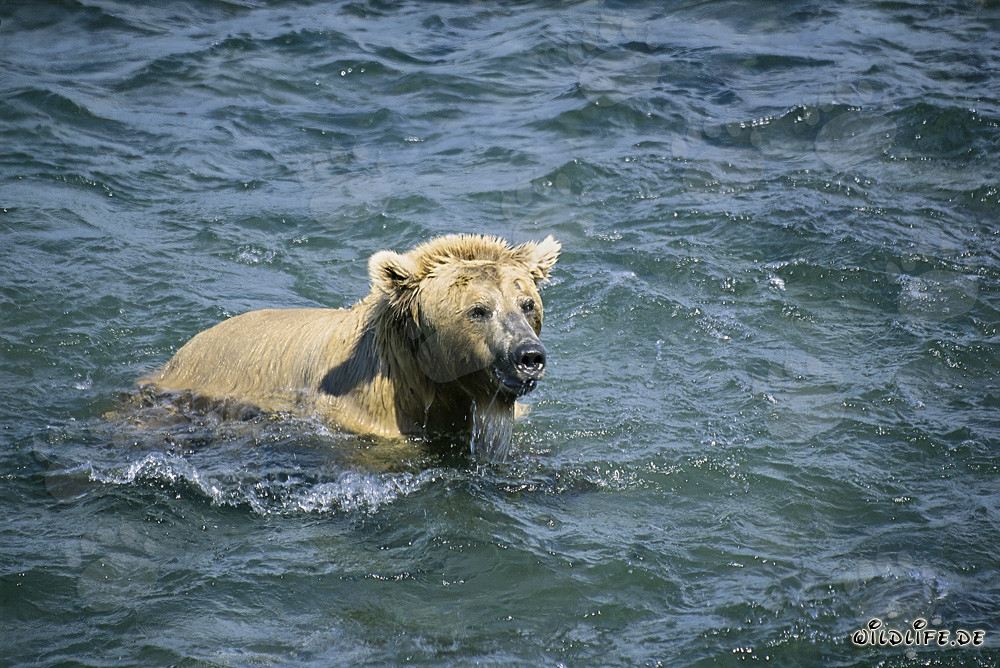 Diving brown bear catching salmon in Brooks River, Alaska