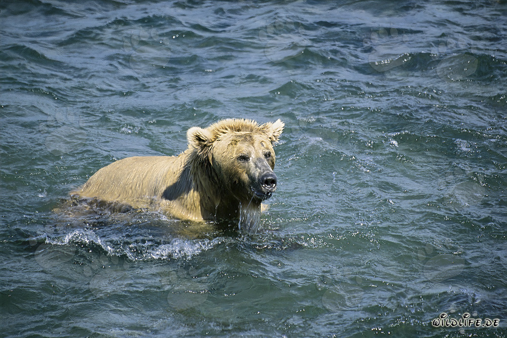 Orso bruno tuffatore cattura salmoni nel fiume Brooks, Alaska