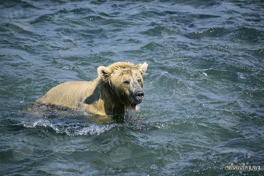 Oso pardo buceador atrapa salmones en el río Brooks, Alaska