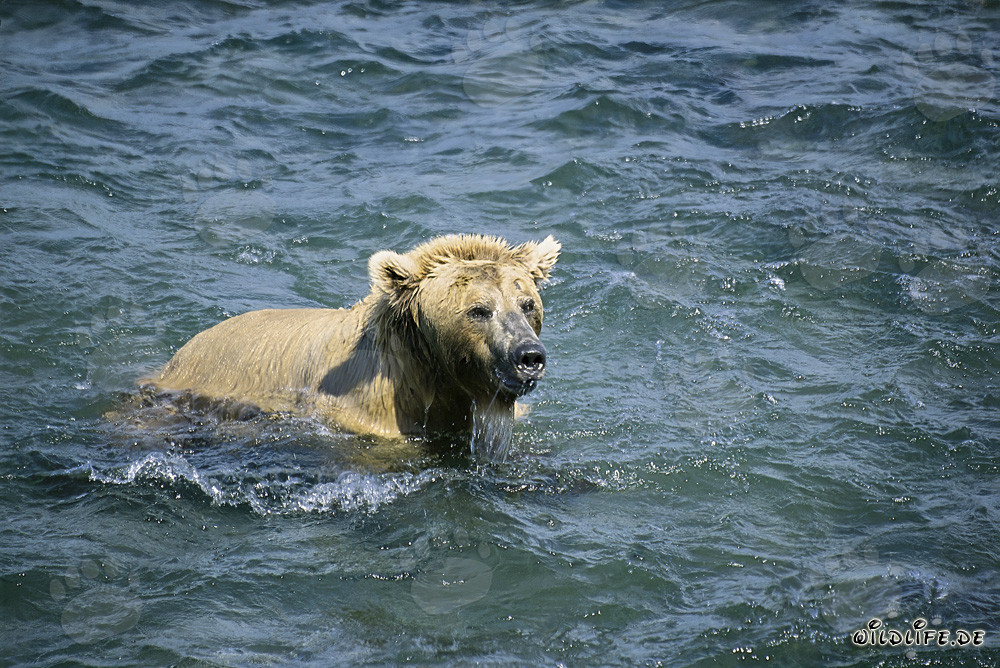 Tauchender Braunbär fängt Lachse in Brooks River, Alaska