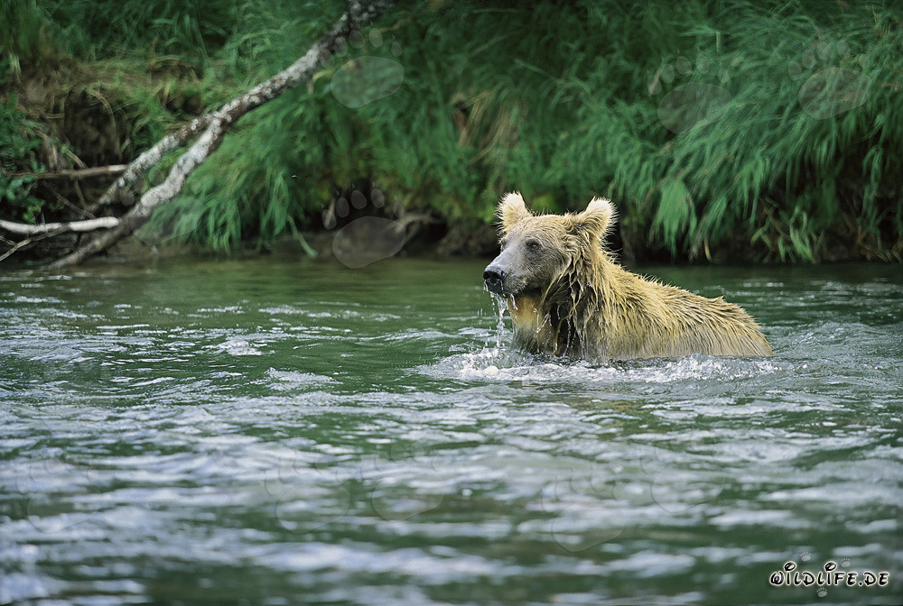 Brown bear catching salmon in Brooks River, Katmai, Alaska