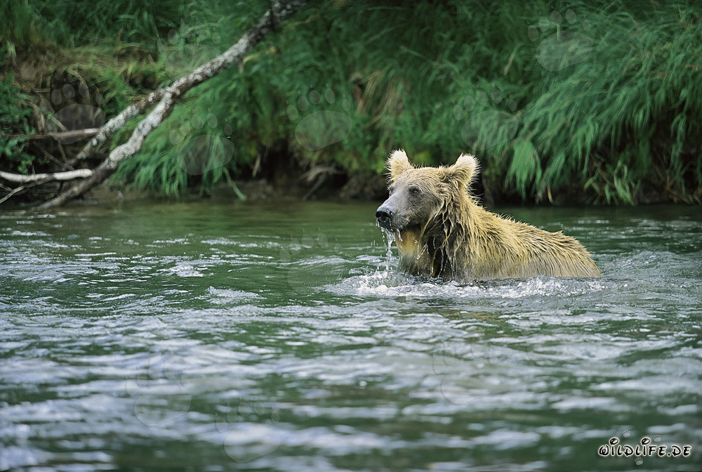 Orso bruno che pesca il salmone nel fiume Brooks, Katmai, Alaska