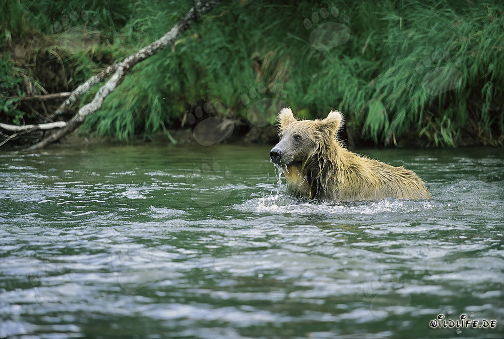 Oso pardo pescando salmón en Brooks River, Katmai, Alaska