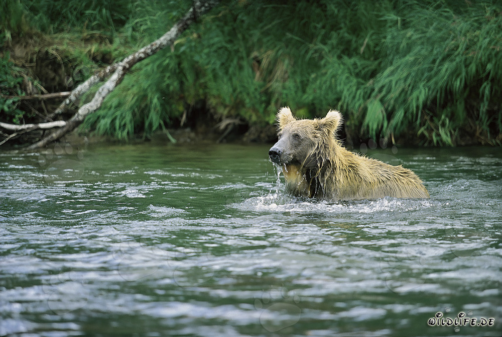 Ours brun pêchant le saumon à Brooks River, Katmai, Alaska