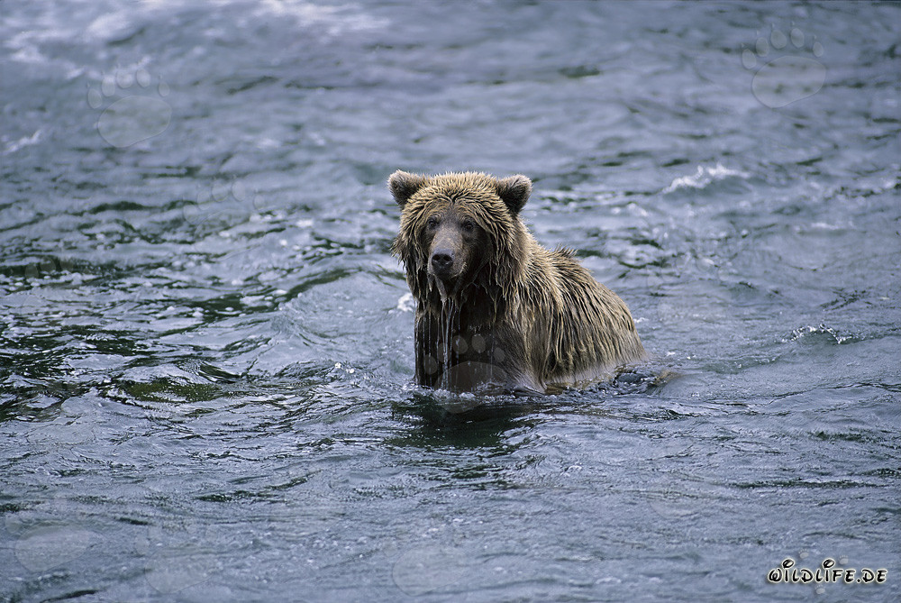 Lachsfischender Braunbär im reißenden Fluss in Alaska