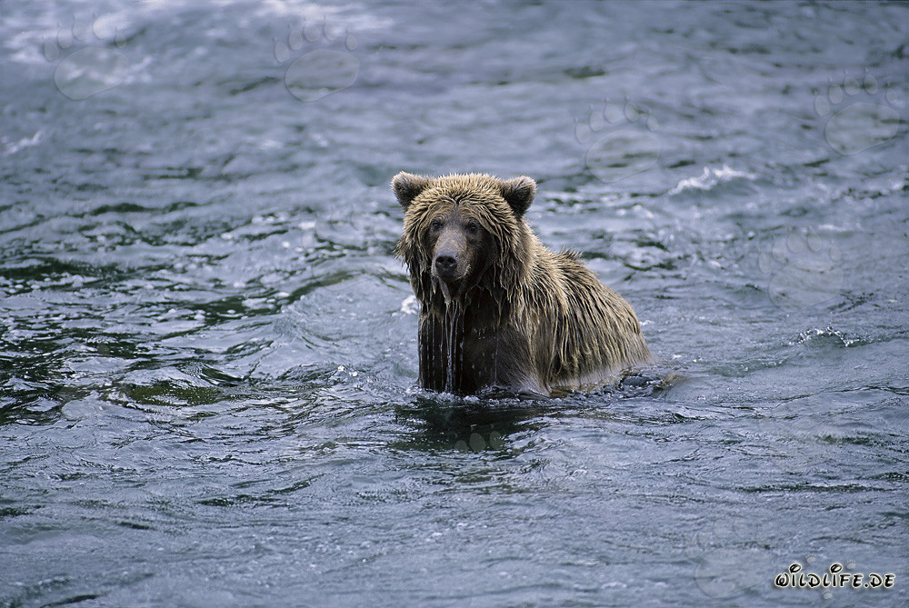 Salmon-fishing brown bear in the rushing river in Alaska