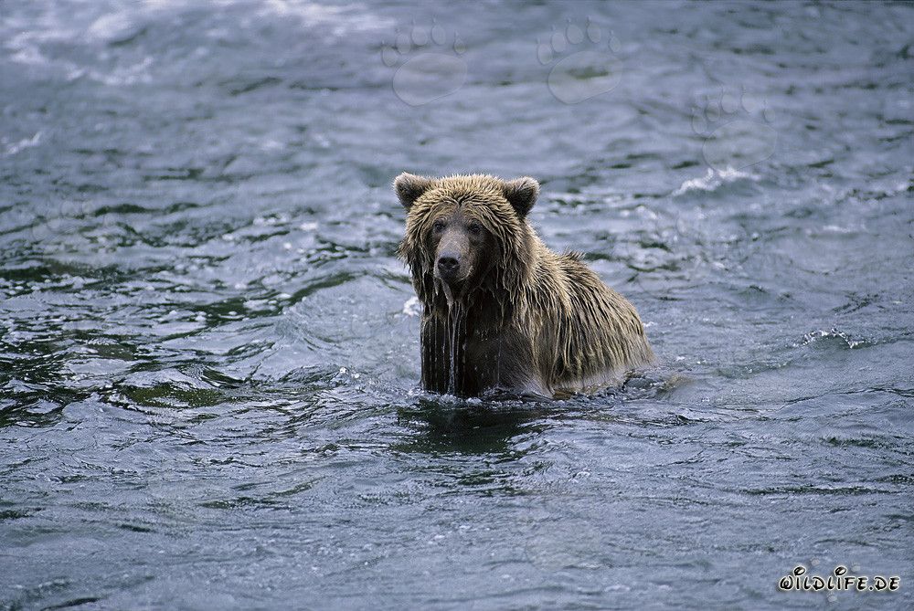 Orso bruno che pesca salmoni nel selvaggio fiume Brooks in Alaska