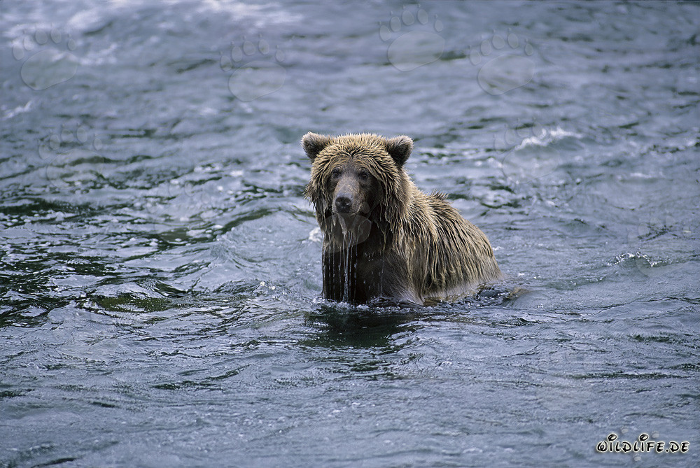 Oso pardo pescando salmones en el salvaje río Brooks en Alaska