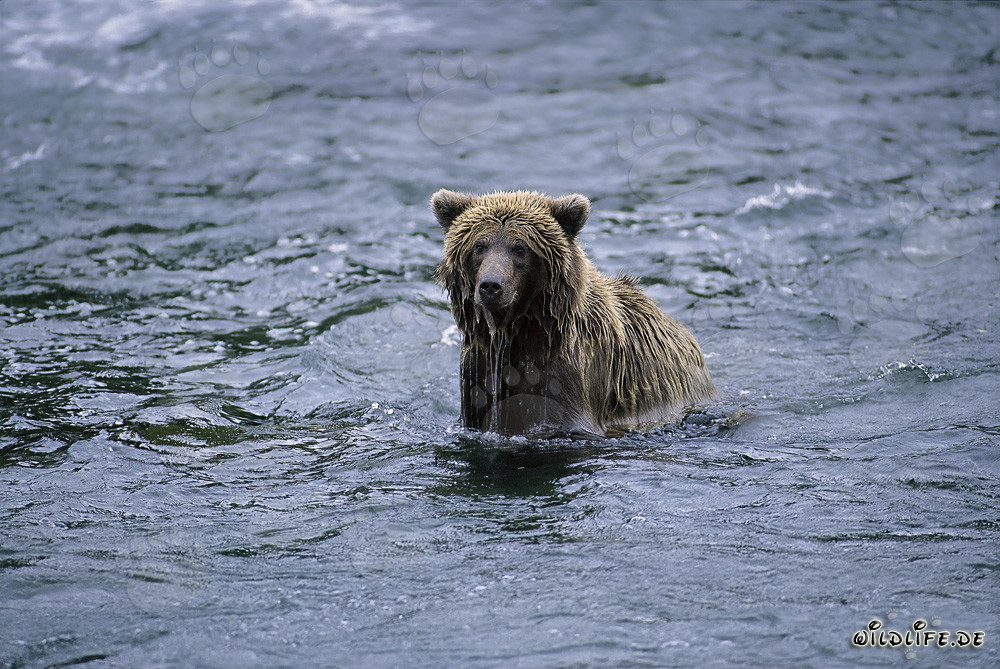 Ours brun pêchant le saumon dans la rivière sauvage de Brooks en Alaska
