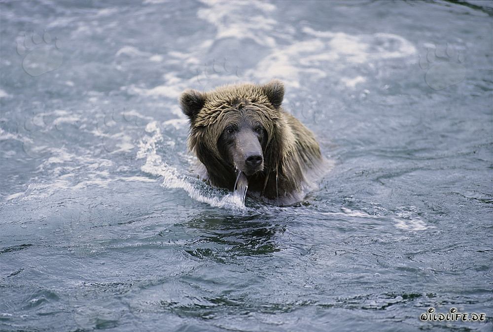Braunbär beim Fischfang im klaren Fluss in Alaska