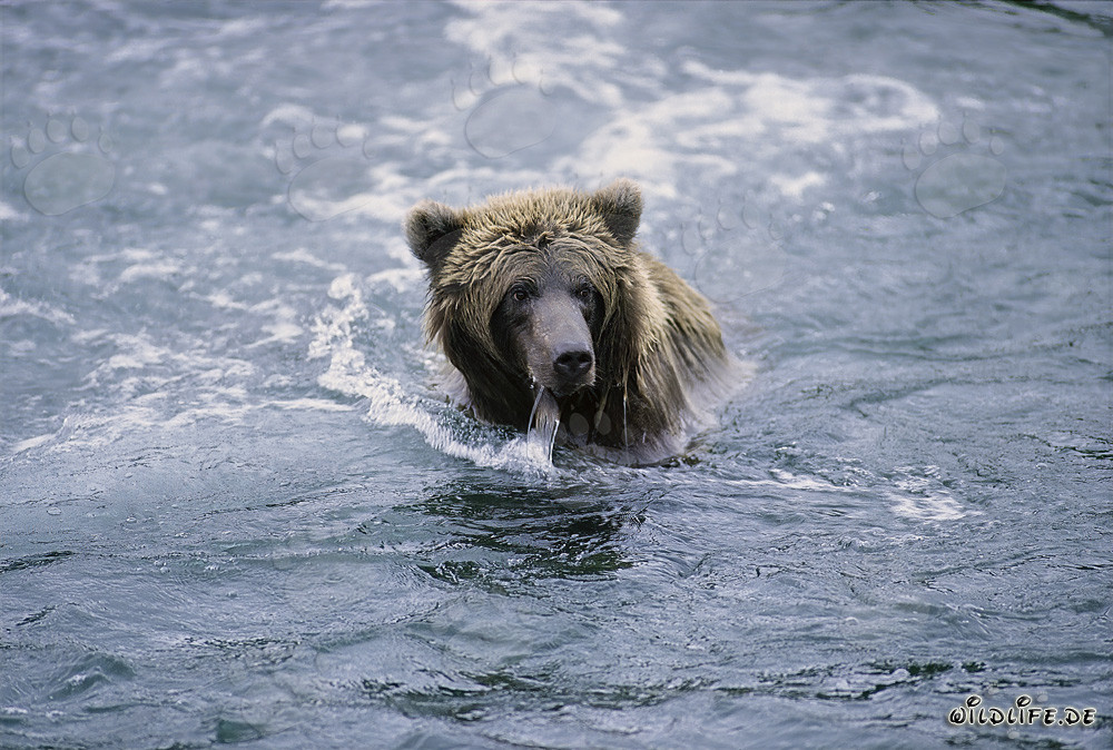 Brown bear fishing in the clear river in Alaska