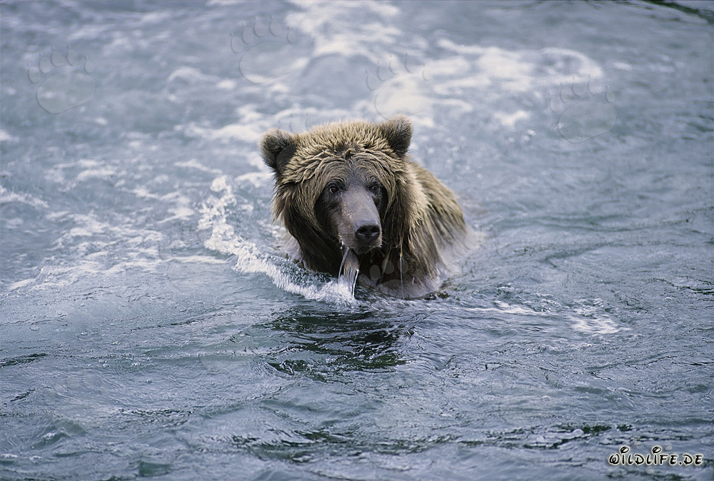Orso bruno che pesca in un fiume limpido in Alaska
